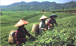 tea plantation
